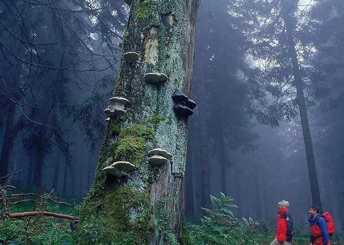 Hanses-braeutigam Schmallenberg